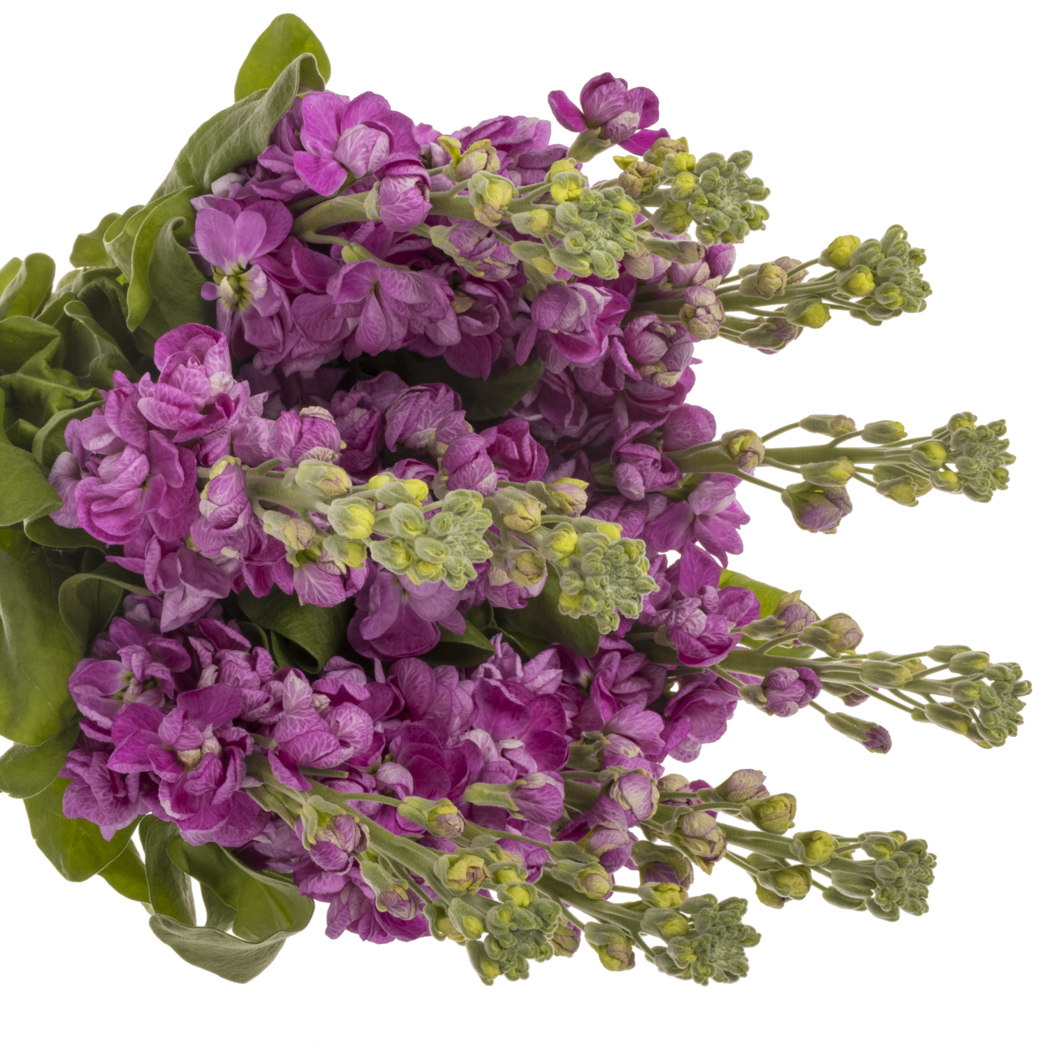 Levkoje rosa Fedora 58cm