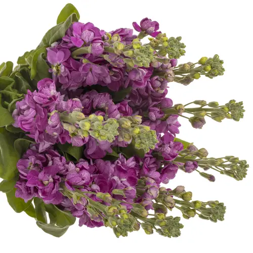 Levkoje rosa Fedora 58cm