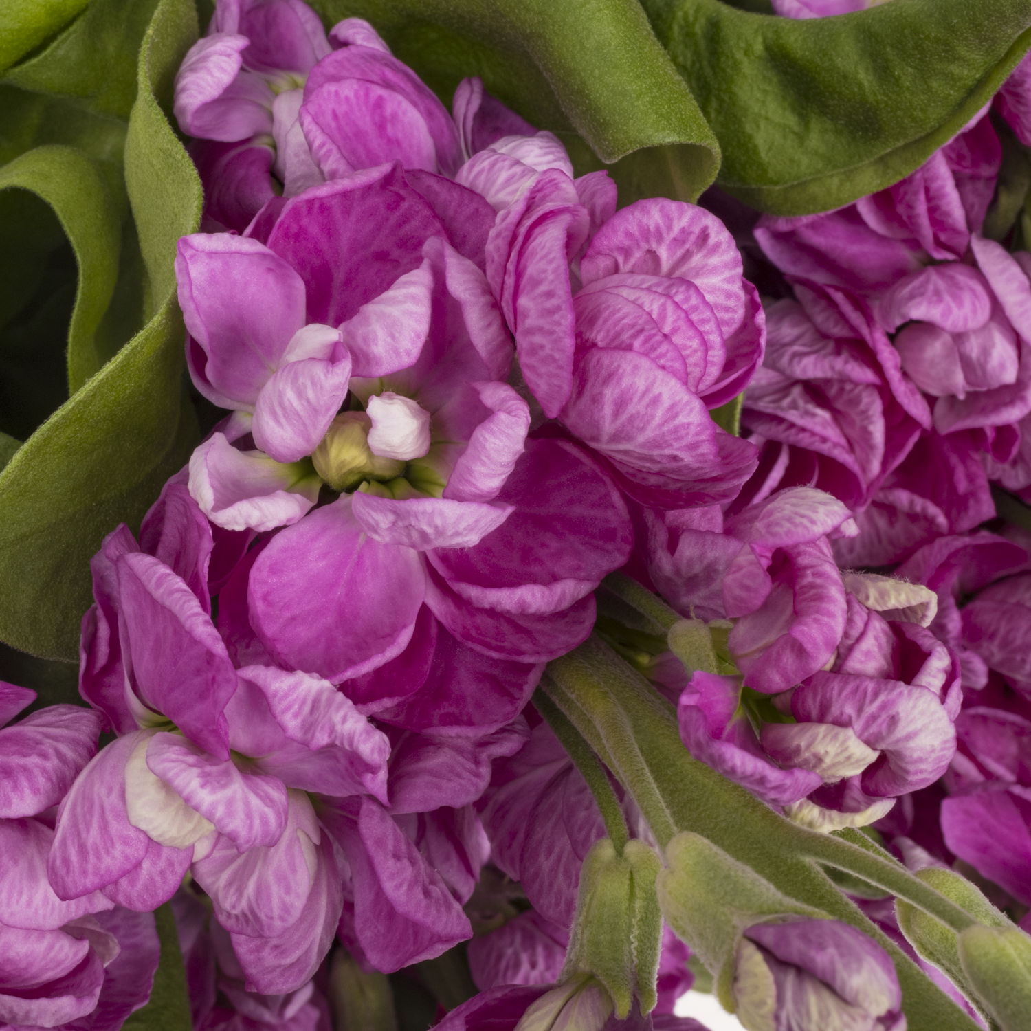 Levkoje rosa Fedora 58cm