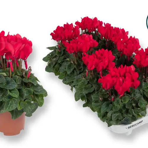 Cyclame rot Midi T10,5 H025
