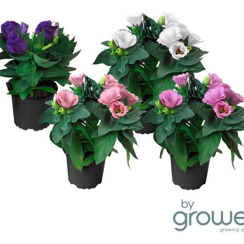 Eustoma Grandiflorum mix T11 H025