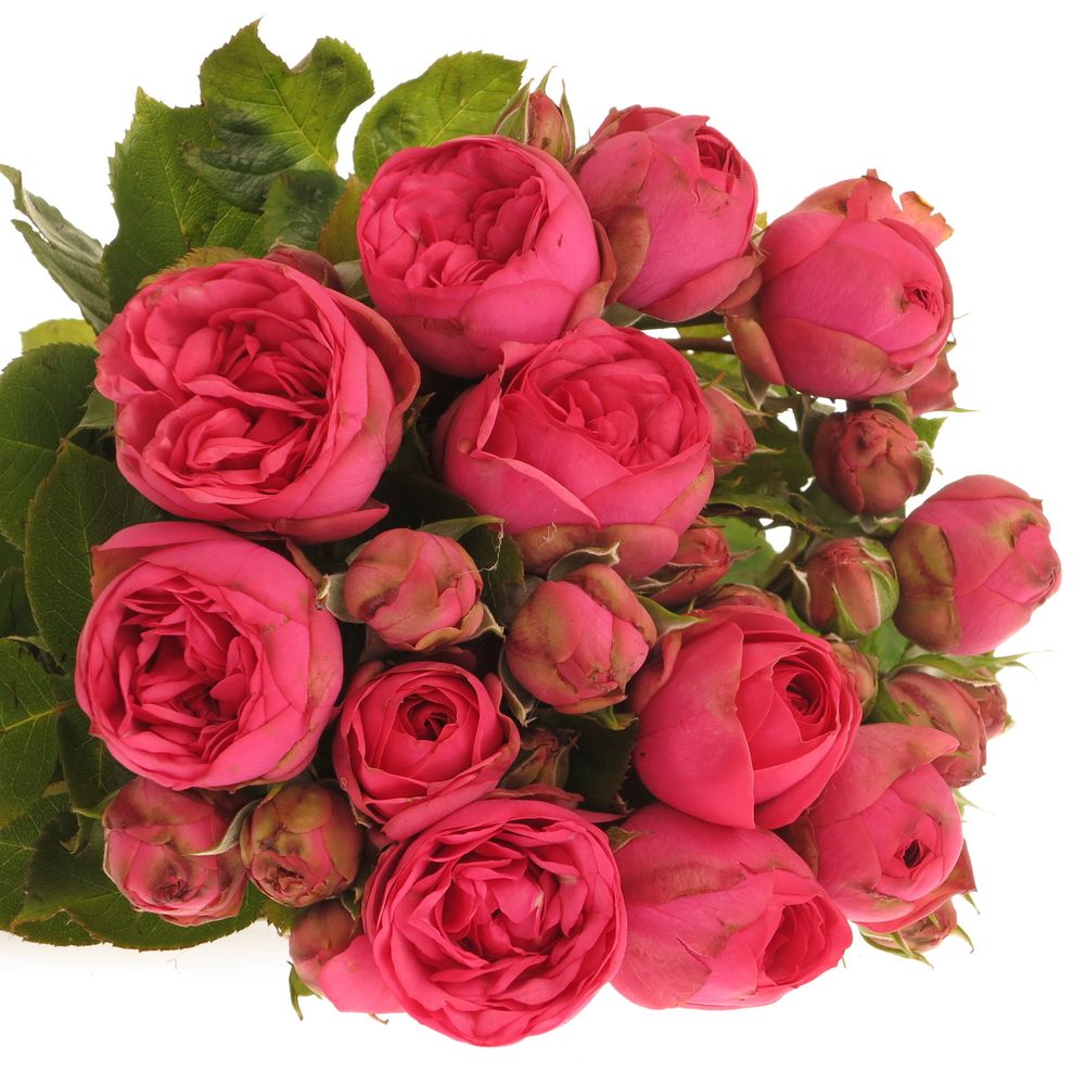 Rose rosa Freiland Pink Piano 3+Blüte 50cm
