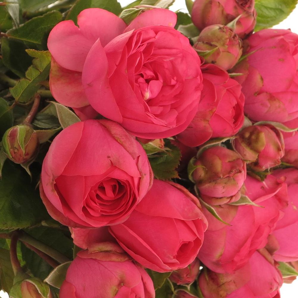 Rose rosa Freiland Pink Piano 3+Blüte 50cm