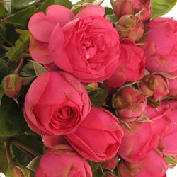 Rose rosa Freiland Pink Piano 3+Blüte 50cm