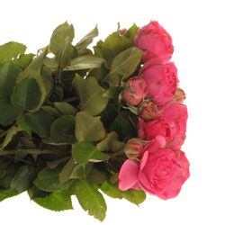 Rose rosa Freiland Pink Piano 3+Blüte 50cm