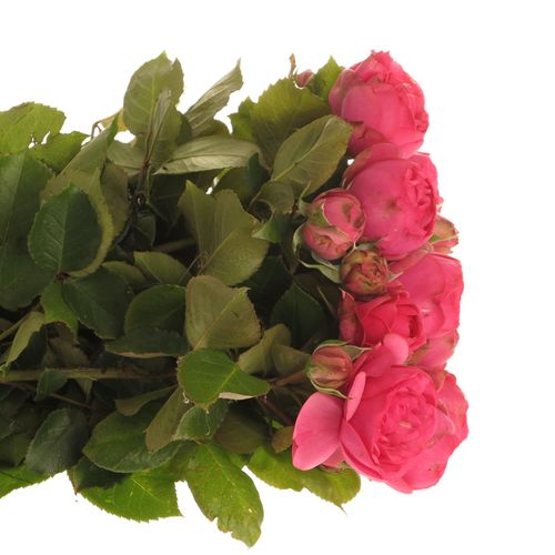 Rose rosa Freiland Pink Piano 3+Blüte 50cm