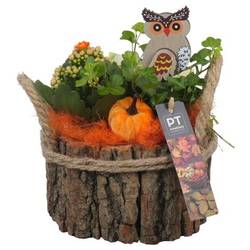 Kal.Arr PTHI5470 Herbst T17 H021