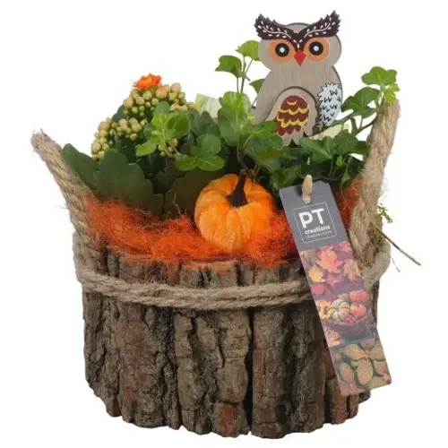 Kal.Arr PTHI5470 Herbst T17 H021