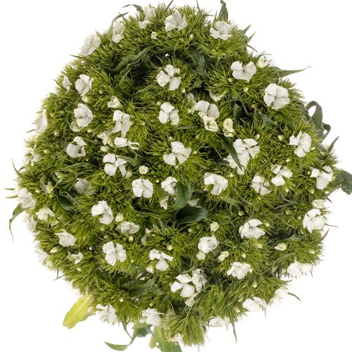 Bartnelke weiss Will 60cm