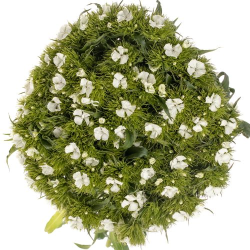 Bartnelke weiss Will 60cm