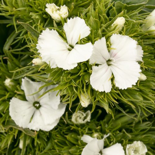 Bartnelke weiss Will 60cm