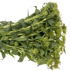 Bartnelke weiss Will 60cm