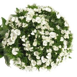 Bartnelke weiss will 50cm