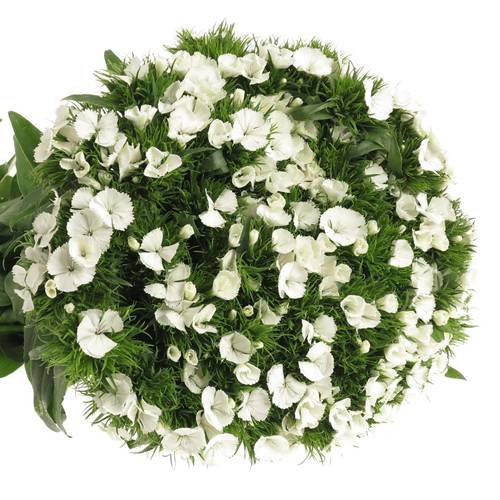 Bartnelke weiss will 50cm