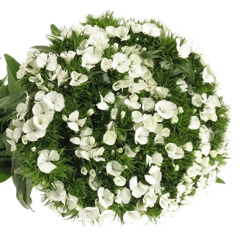 Bartnelke weiss will 50cm