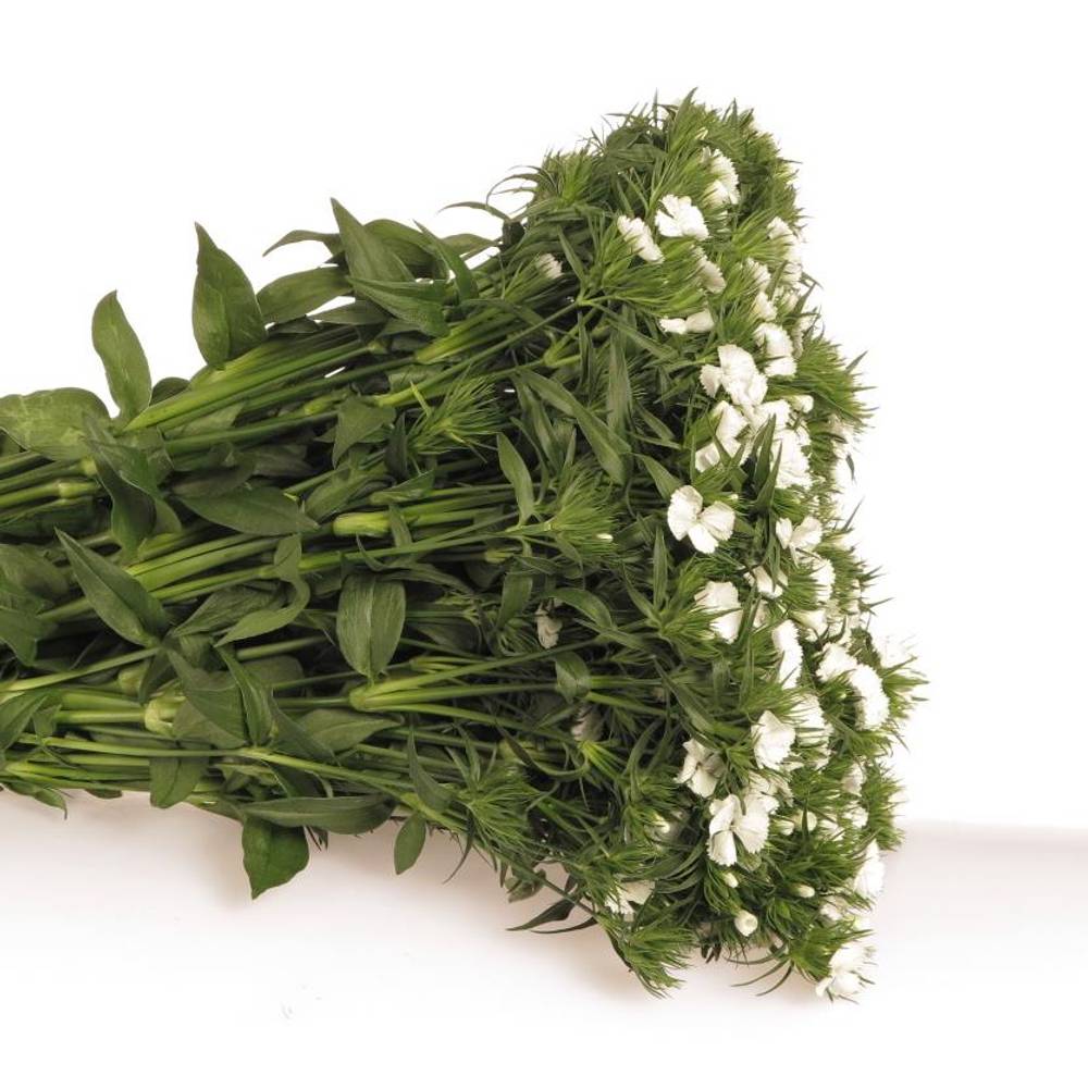 Bartnelke weiss will 50cm