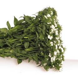 Bartnelke weiss will 50cm