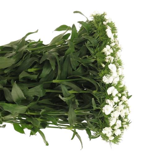 Bartnelke weiss will 50cm