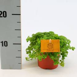 Pilea Depressa T12 H020
