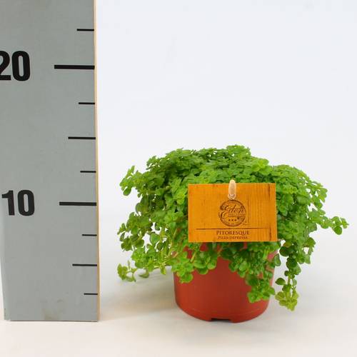 Pilea Depressa T12 H020