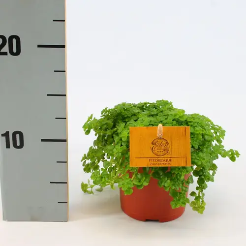Pilea Depressa T12 H020