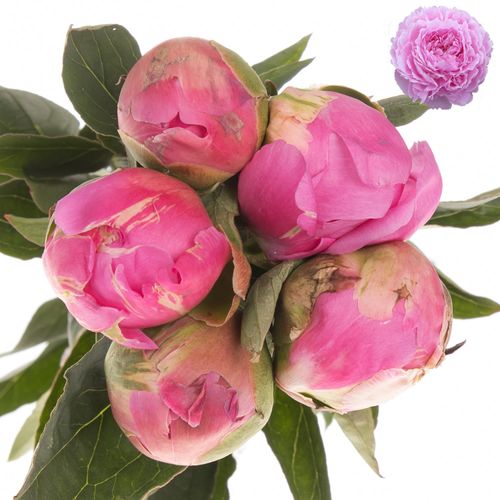 Pfingstrose pink gefüllt Jacorma 50cm