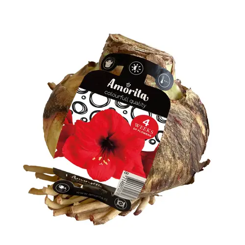 Amaryllis rot Zwiebel natur 36cm