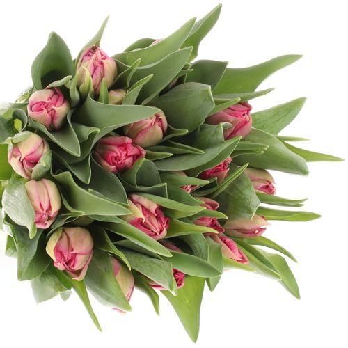 Tulpe pink Cognac Triflor 32 Gramm