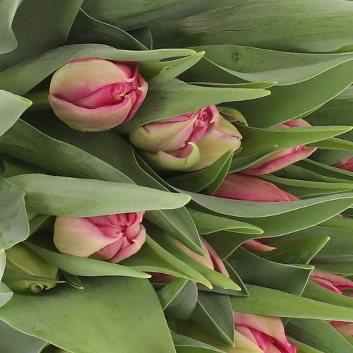 Tulpe pink Cognac Triflor 32 Gramm