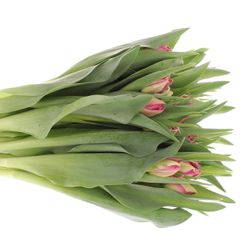 Tulpe pink Cognac Triflor 32 Gramm