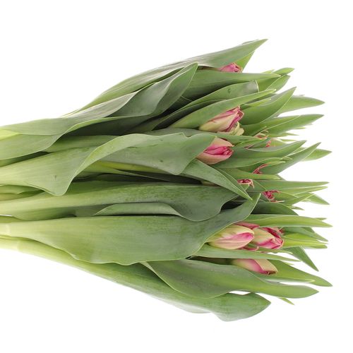 Tulpe pink Cognac Triflor 32 Gramm