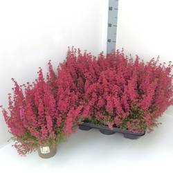 Erica Gracilis rot T13 H035