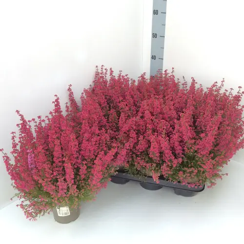 Erica Gracilis rot T13 H035