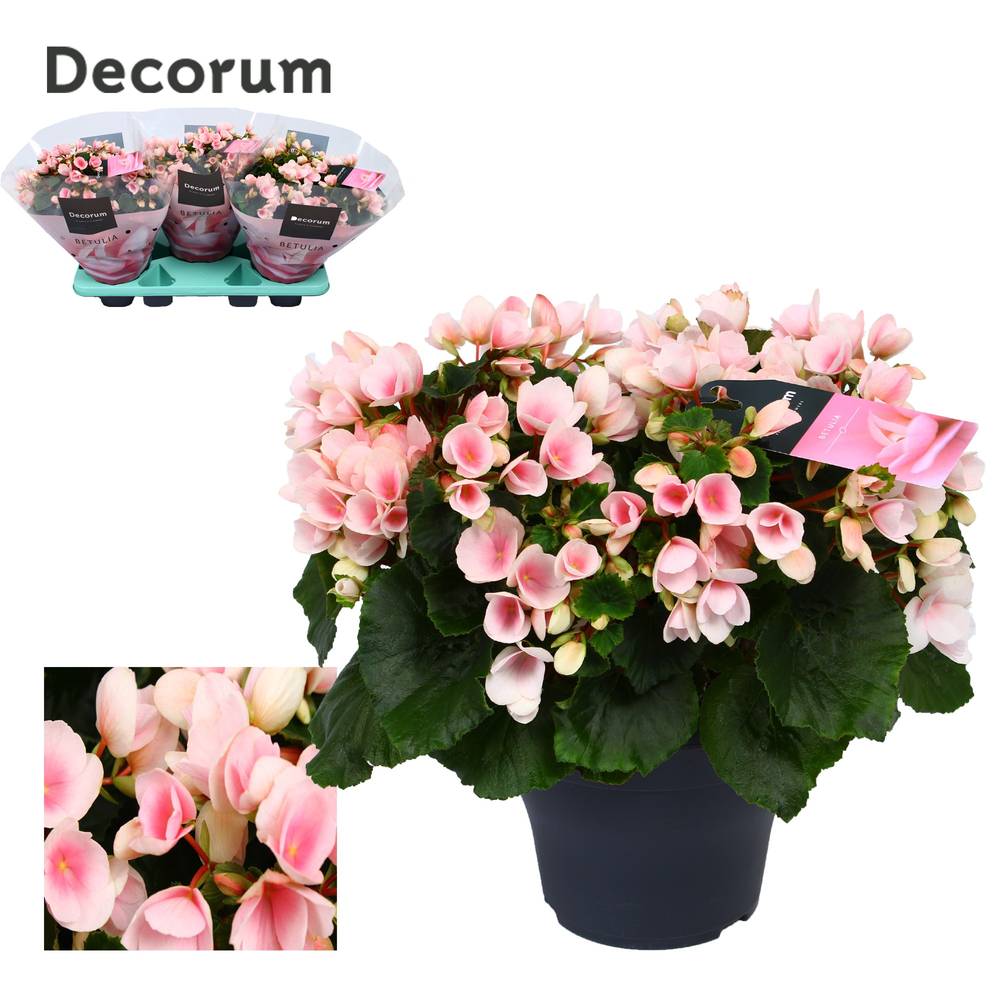 Begonie rosa Garten T19 H035