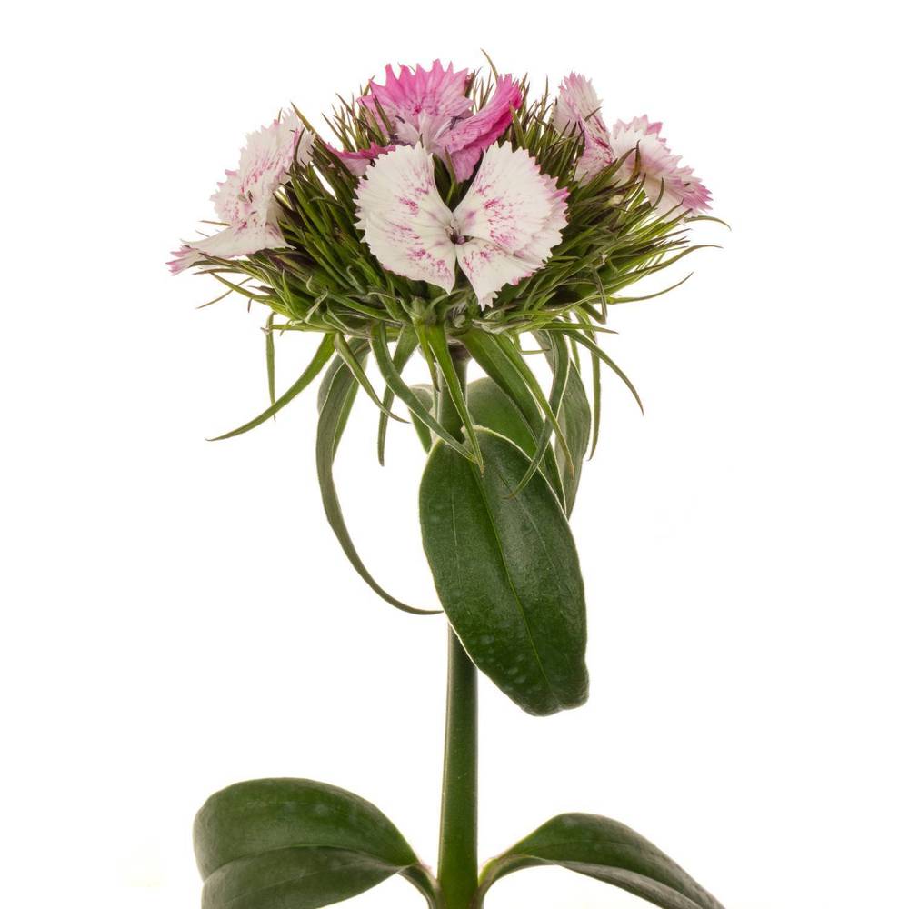 Bartnelke rosa Amazone 60cm