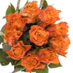 Rose orange Mariyo (FLora Ola) 50cm