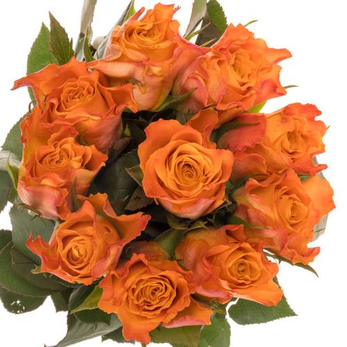 Rose orange Mariyo (FLora Ola) 50cm