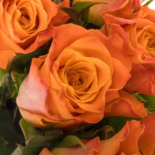 Rose orange Mariyo (FLora Ola) 50cm