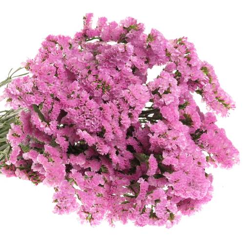 Statice rosa Raspberry Wings 40Gramm 75cm Iblaflor