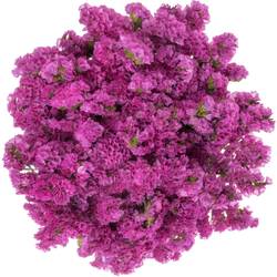 Statice fuchsia Raspberry Wings Iblaflor 55 Gramm 80cm