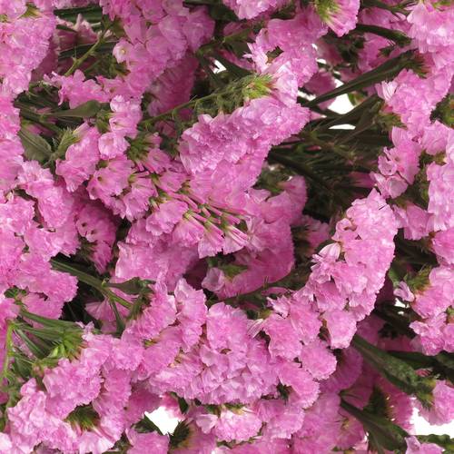Statice rosa Raspberry Wings 40Gramm 75cm Iblaflor