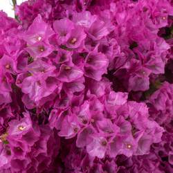 Statice fuchsia Raspberry Wings Iblaflor 55 Gramm 80cm