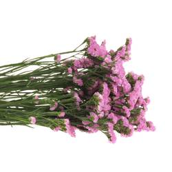 Statice rosa Raspberry Wings 40Gramm 75cm Iblaflor