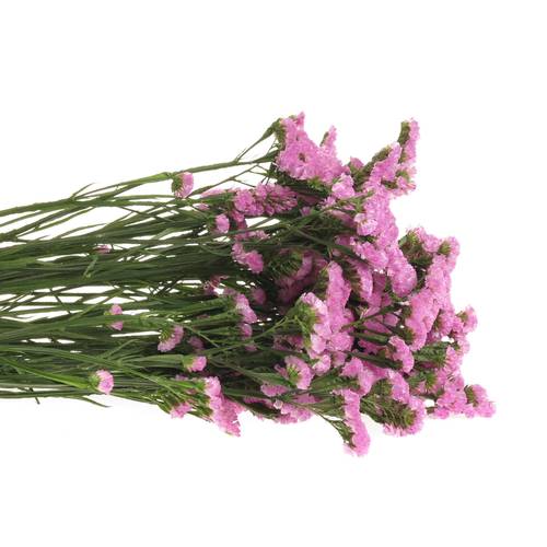 Statice rosa Raspberry Wings 40Gramm 75cm Iblaflor