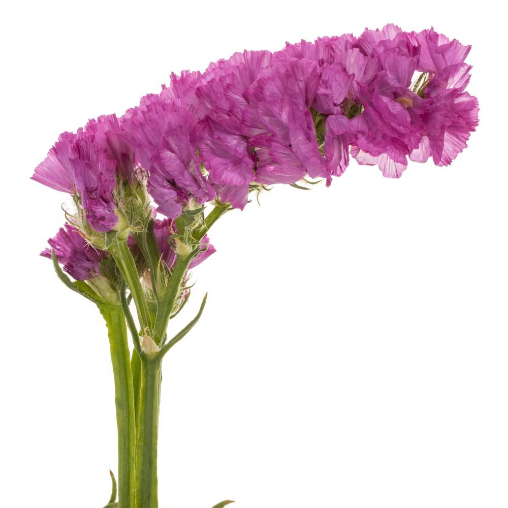 Statice fuchsia Raspberry Wings Iblaflor 55 Gramm 80cm