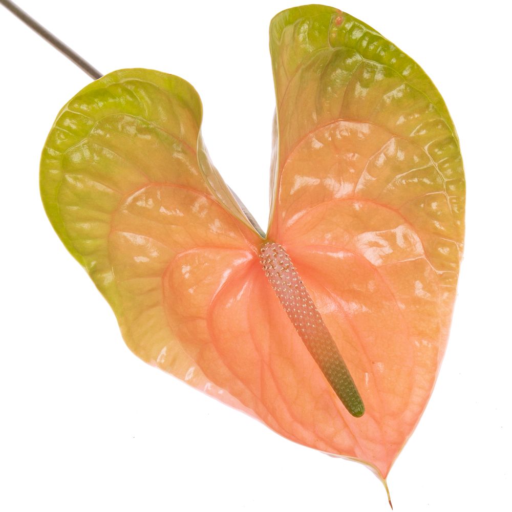 Anthurium rosa/grün Gabriella Blüte 15cm