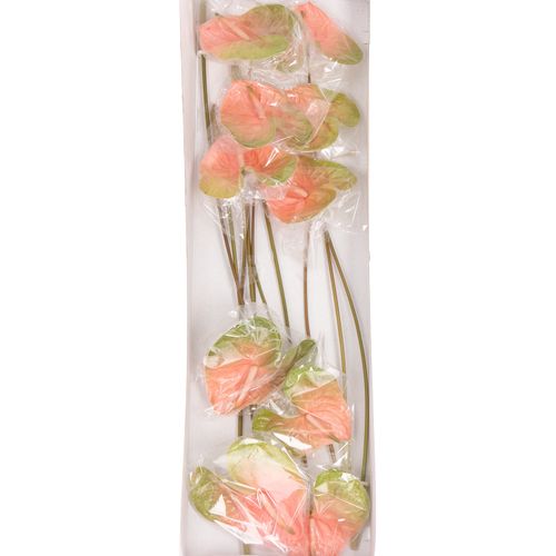 Anthurium rosa/grün Gabriella Blüte 15cm