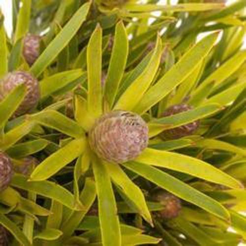 Leucadendron grün Lime verzweigt 50cm