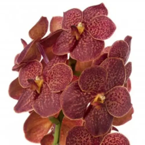 Vanda rot Fire X4 Stiele