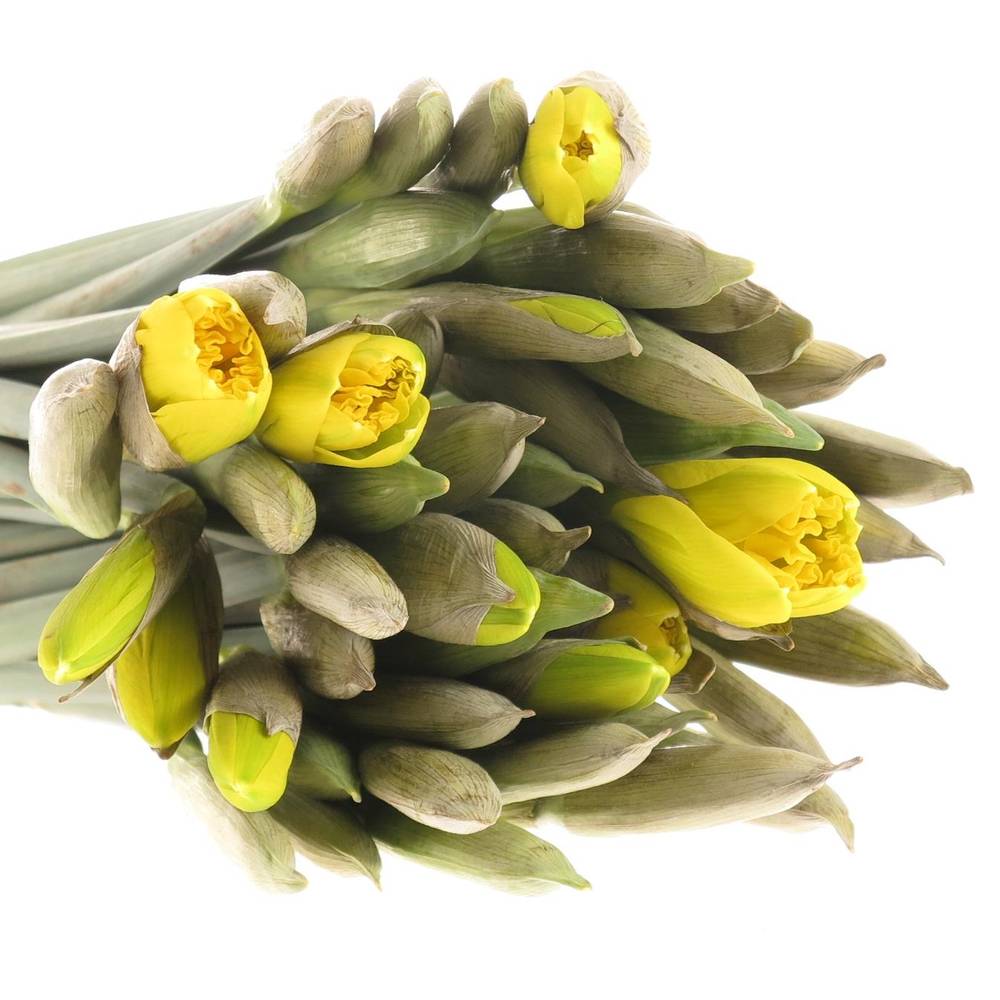 Narzisse gelb Stifte x40 Bund 60 Gramm 30cm